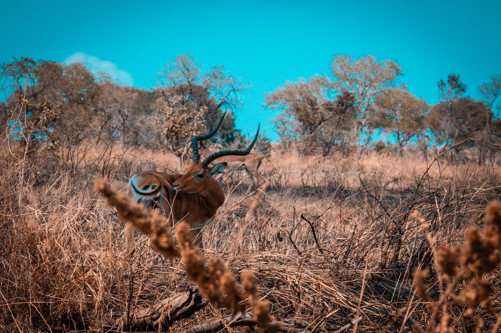 Mikumi National Park — photo 1
