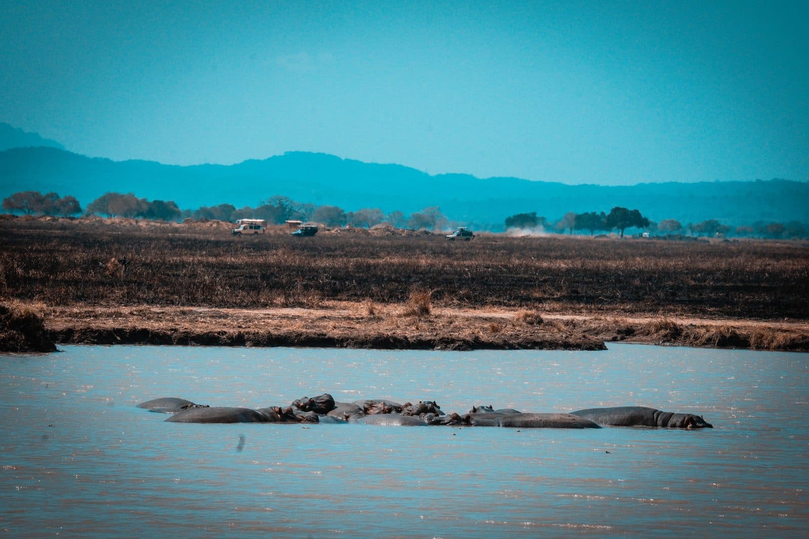 Mikumi National Park — photo 4