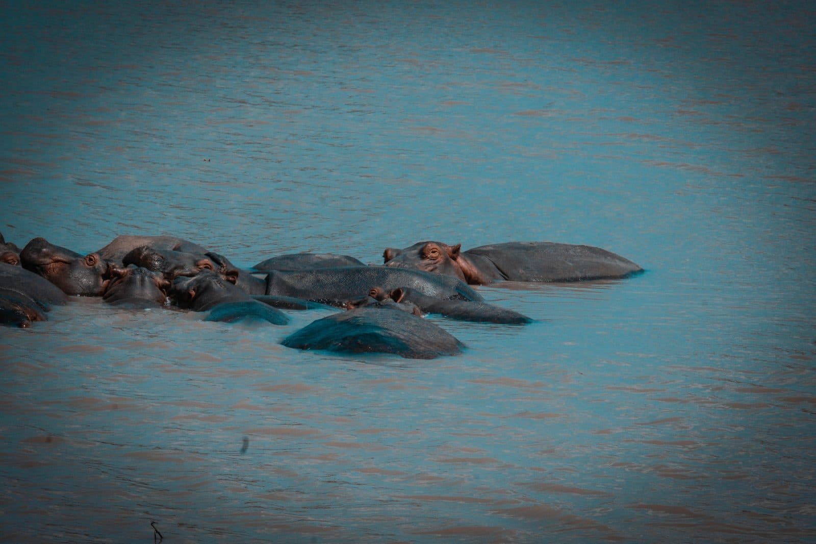 Mikumi National Park — photo 6
