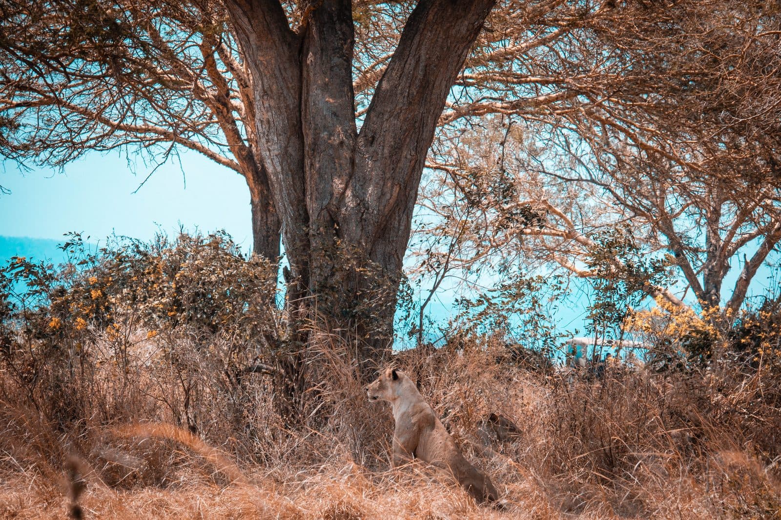 Mikumi National Park — photo 7