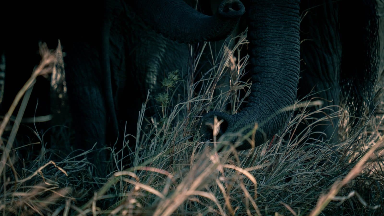 Mikumi National Park — photo 15