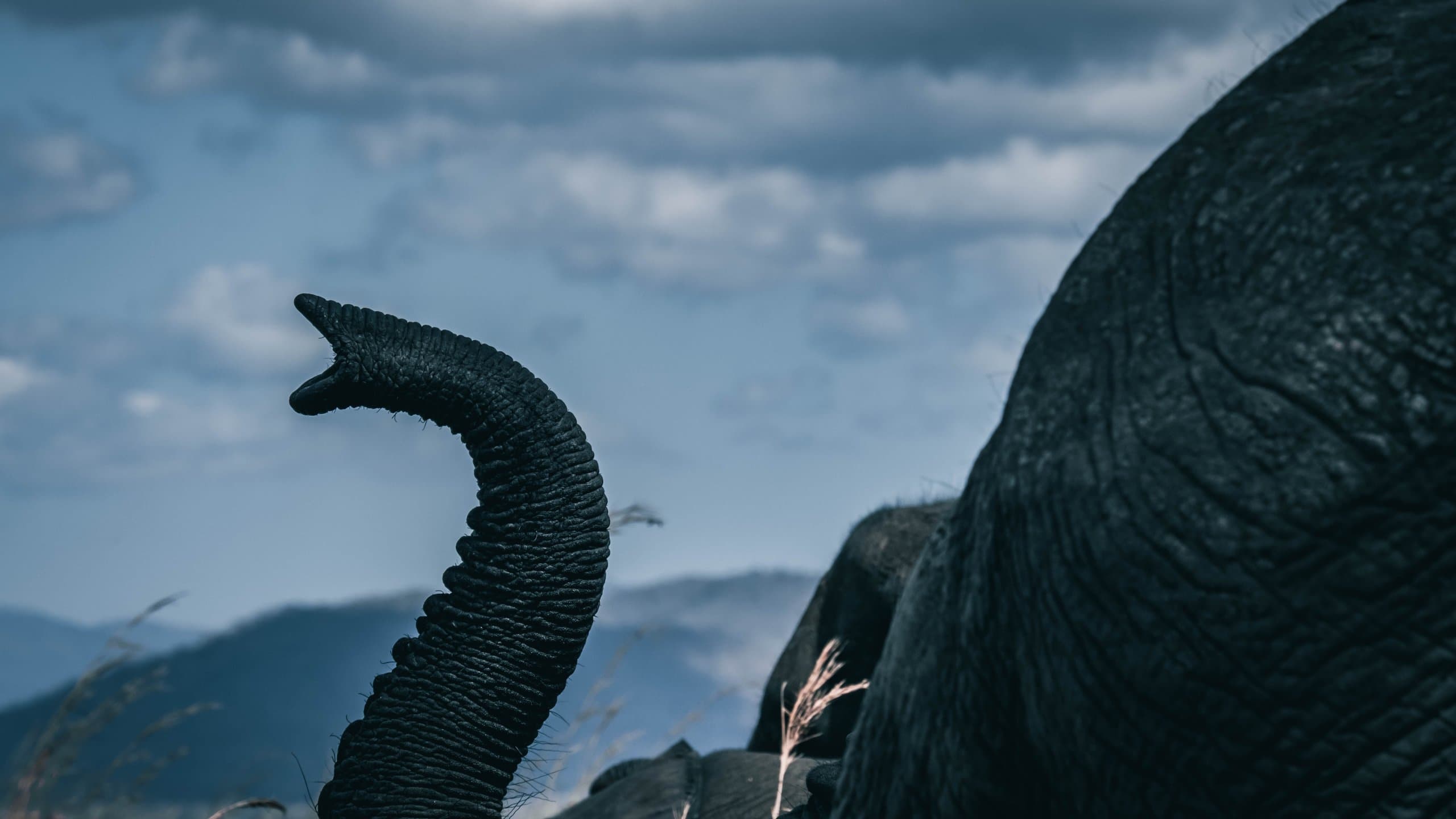 An elephant raises its trunk against a mountain backdrop in Mikumi National Park